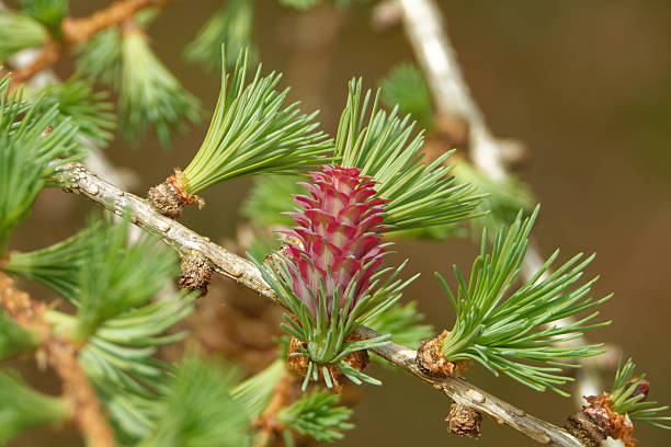 istock Larch strobili: young ovulate cones on a larch branch. 2213387122