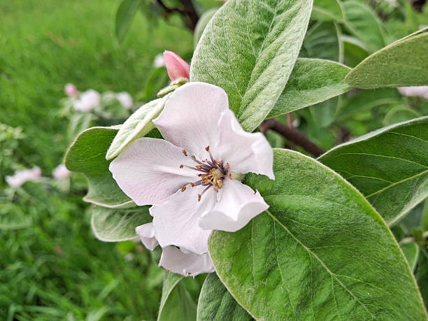 istock Flowering Quince tree in the spring. Cydonia oblonga 2213387157