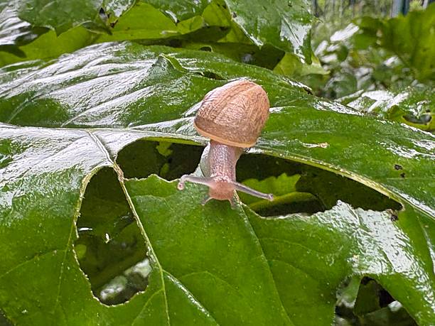istock A tiny snail baby exploring the world with gentle curiosity. 2213388465