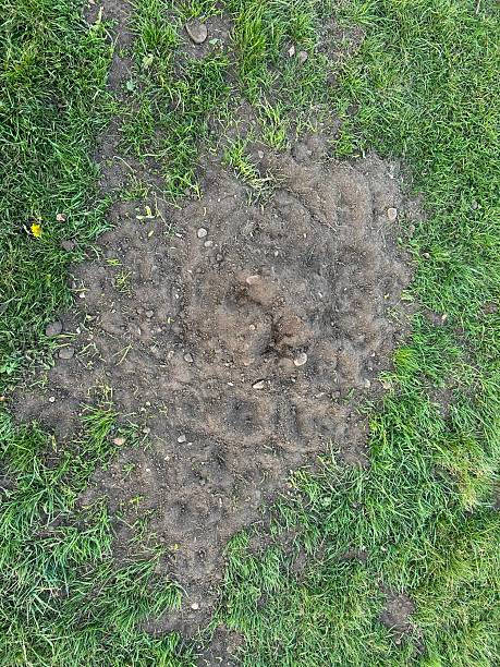 istock Mole hole taken outdoors, green grass in background, Molehole 2213388524