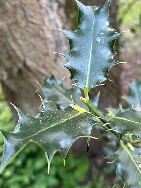 istock Holly leaves up close picture 2213388596