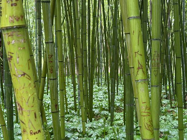 istock Graffiti on bamboo tells stories only silent trees remember 2213389425