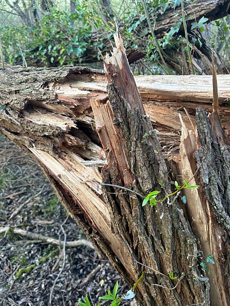 istock Large fallen tree, tree trunk split and splintered taken in a woodland 2213389886