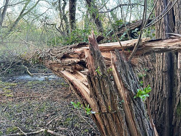 istock Large fallen tree, tree trunk split and splintered taken in a woodland 2213389901
