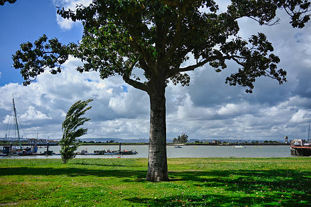 istock Tree and River View in Seixal, Portugal 2213389942