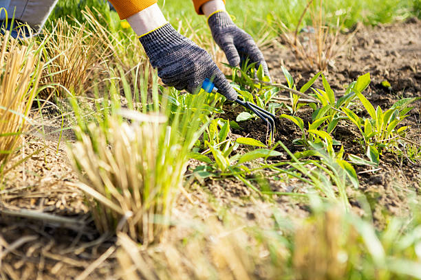 istock Man tending his garden 2213390778