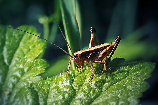 istock Pholidoptera griseoaptera Dark Bush-Cricket Nymph Insect 2213390818