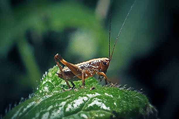 istock Pholidoptera griseoaptera Dark Bush-Cricket Nymph Insect 2213390883