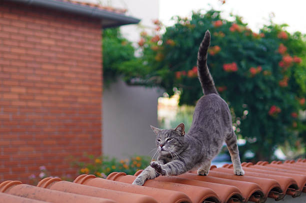 istock Cute cat in a sunny day 2213392913