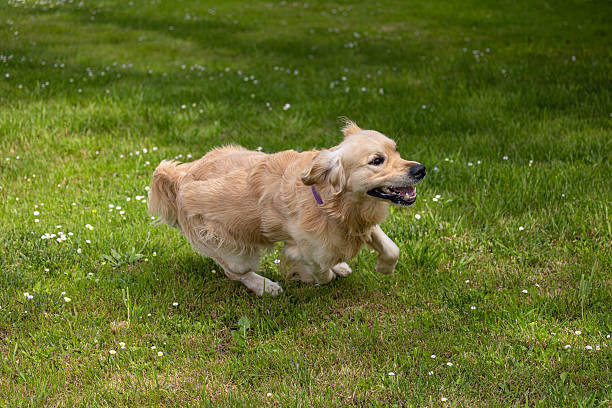 istock My golden retriever Dexter! 2213395392
