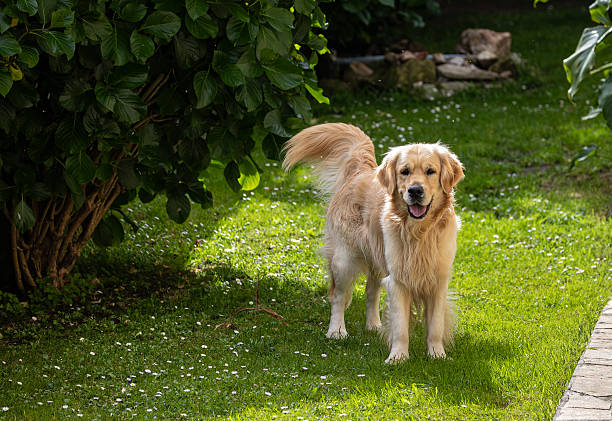 My golden retriever is very happy on a spring day!