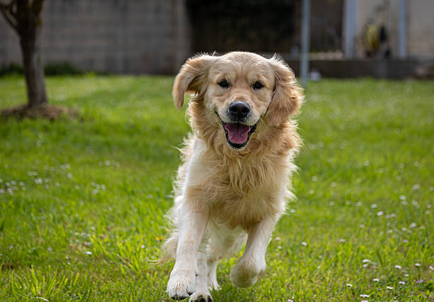 istock My golden retriever Dexter! 2213395397