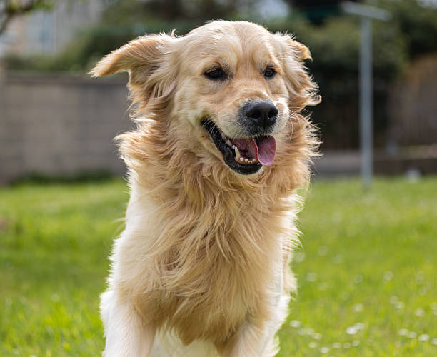 istock My golden retriever Dexter! 2213395412