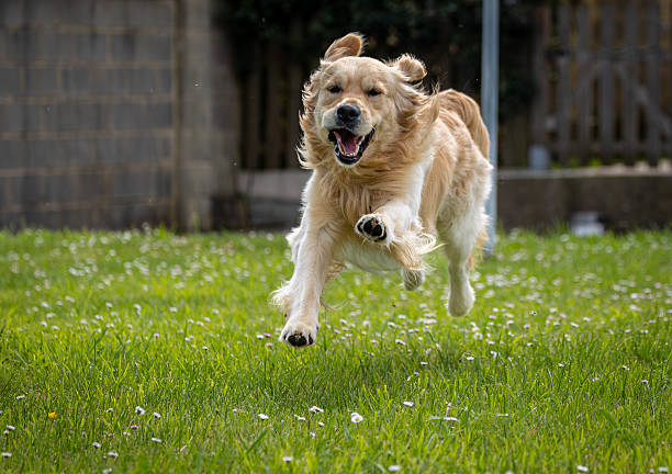 istock My golden retriever Dexter! 2213395421