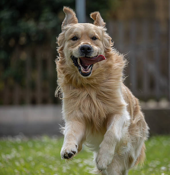 istock My golden retriever Dexter! 2213395425