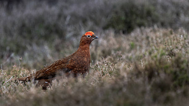 istock Red Grouse is standing in a field of dry grass 2213395539