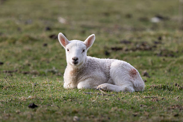 istock A baby lamb is laying in the grass 2213395544