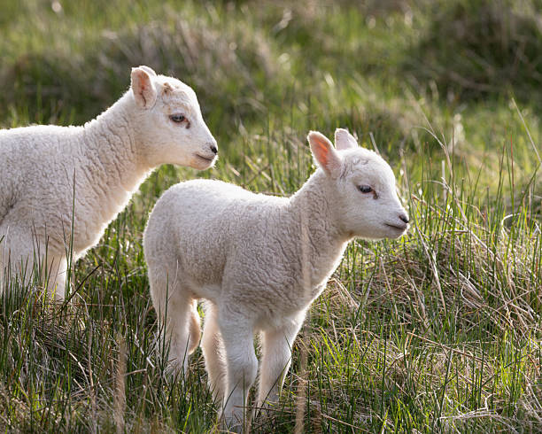 Newborn Spring Lambs, February 2025