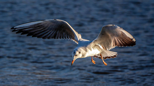 istock Graceful Black-Headed Gull in Flight with Rippling Water Backdrop 2213395619