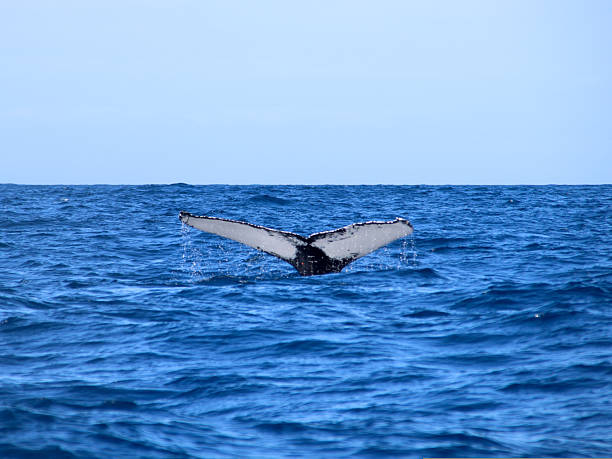 Humpback whale