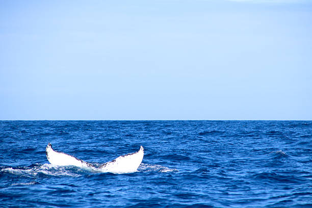 Humpback whale