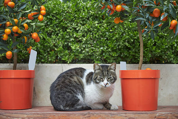 one sleepy cat relaxing between pots of orange plants
