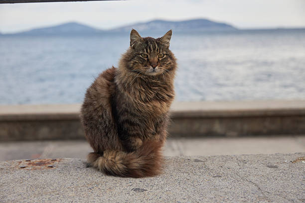 tired looking cat relaxing near beach