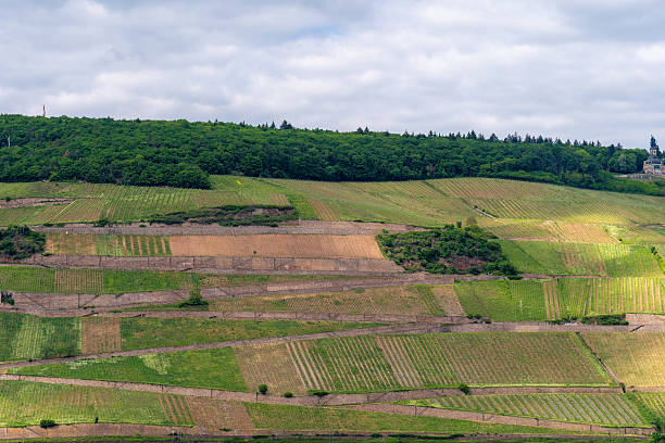 Lush vineyards blanket the gentle slopes, beautifully arranged in a patchwork of greens and earth tones. The tranquil scene invites a moment of peace amidst nature's bounty.