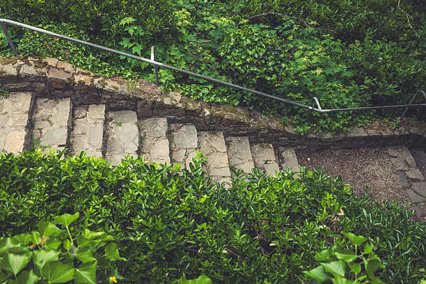 A charming stone staircase descends through vibrant green foliage, inviting exploration amid the tranquility of nature. Sunlight dapples the steps, enhancing the serenity of the garden.