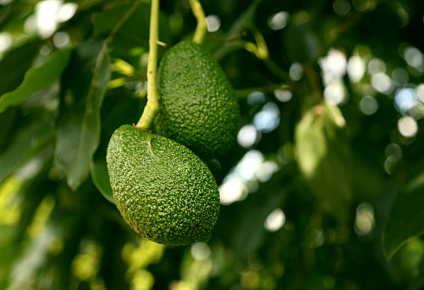 istock Green ripe Hass avocados on tree 2213399285