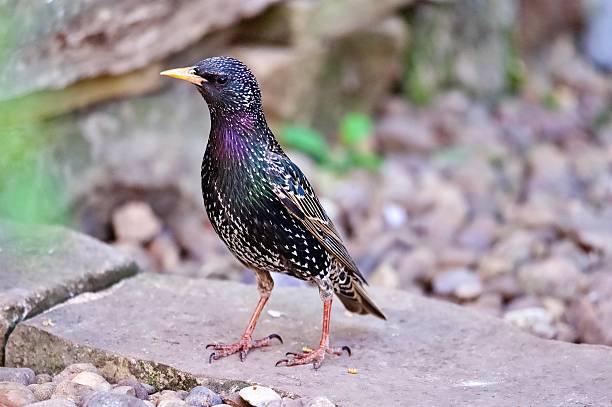 istock Common garden starling bird stood up right 2213399684