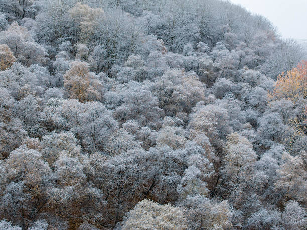 A captivating image captures a forest near Stepantsminda, Georgia, where a heavy frost has coated the trees, creating a silvery, wintery scene amidst lingering autumn colors. Patches of orange and red leaves stand out against the icy white and grey of the frosted branches, showcasing the beautiful transition between seasons in the Caucasus Mountains. A misty atmosphere adds to the serene and slightly surreal ambiance