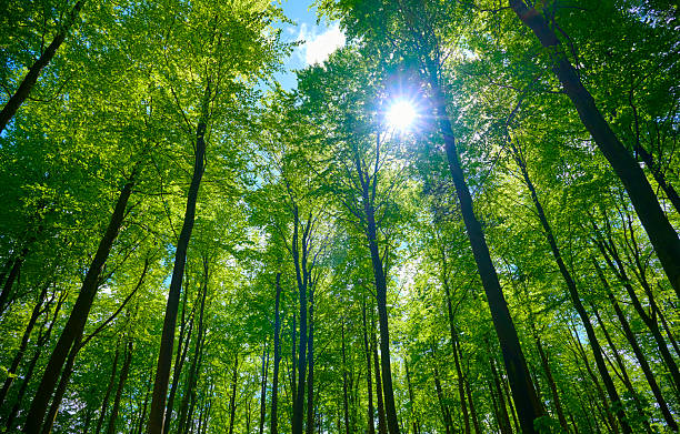 istock Sunbeam coming through lush foliage 2213400937