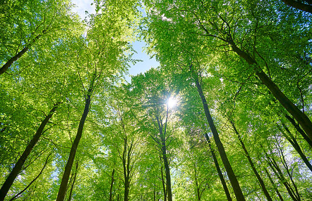 istock Sunbeam coming through lush foliage 2213401073