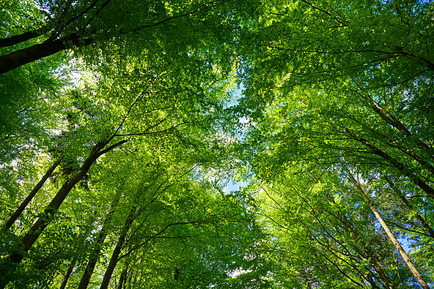 istock Looking up at treetop from directly below 2213401155