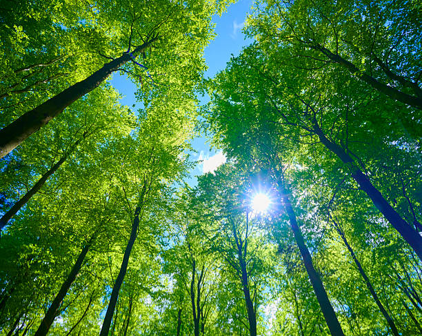istock Sunbeam coming through lush foliage 2213401203