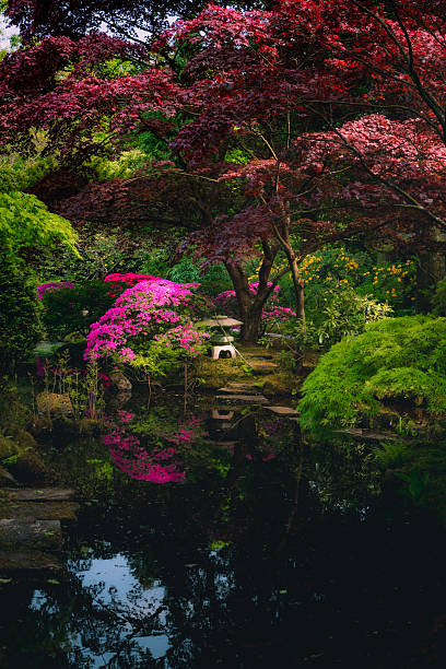 istock Blossom in Japanese Garden 2213404616