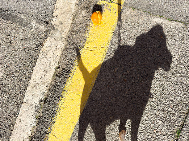 The shadow of a beagle dog walking on a leash is projected on the asphalt of a street with yellow and white road markings, next to a discarded orange peel