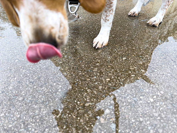Beagle dog licking a puddle on a rainy day, capturing its reflection in the water. Raindrops create ripples, adding a playful touch to the wet, urban scene