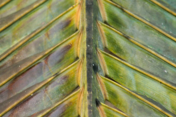 Macro photography of the texture of a dried leaf of calathea lutea plant, used to wrap guava sweet.
