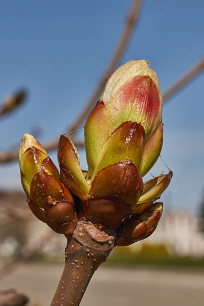 Chestnut flower buds bloom and inflorescences appear.