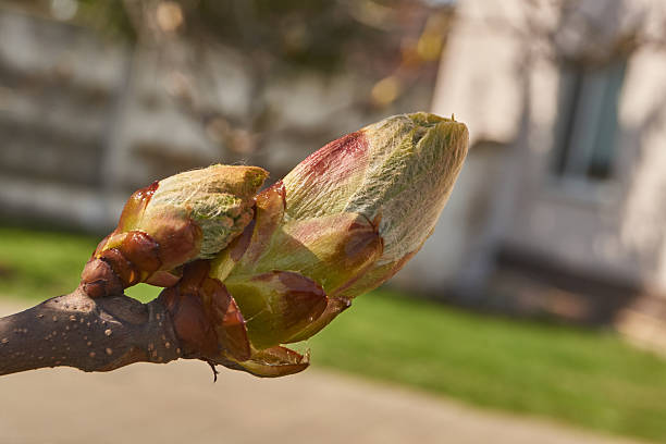 Chestnut flower buds bloom and inflorescences appear. Spring.