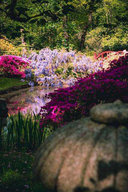 istock Blossom in Japanese Garden 2213408490