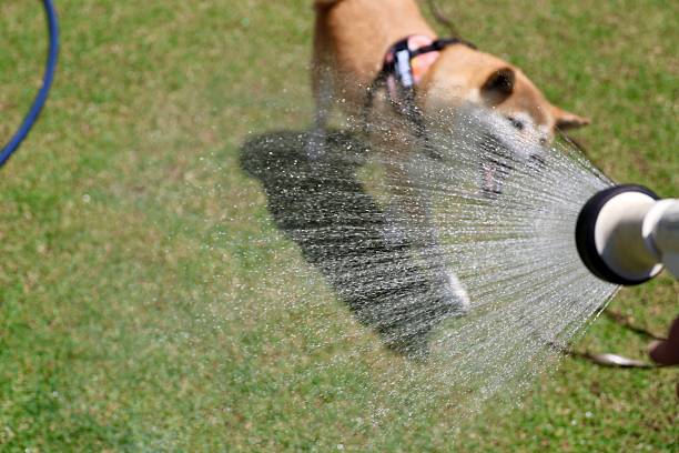 水遊びが好きな柴犬が水遊びをする様子です。