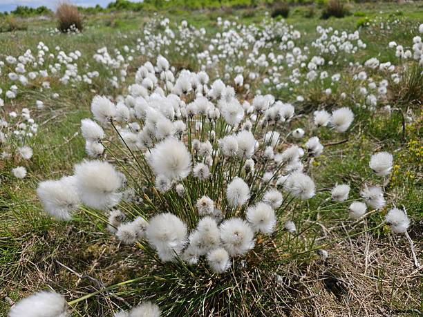 istock Field full of fluffy flowers 2213410548