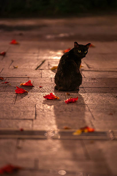 istock Cat Photography 2213410615