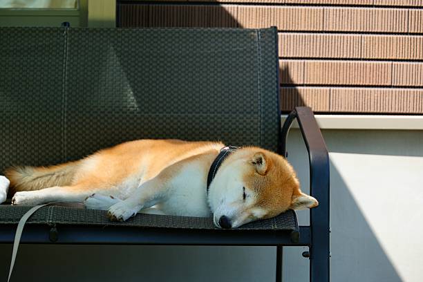 柴犬が気持ち良さそうにお昼寝をする様子を撮りました。