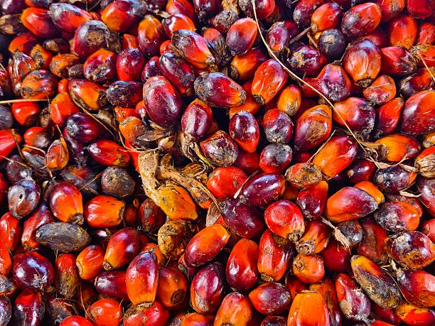 istock brondolan of oil palm fruit is still fresh 2213411192