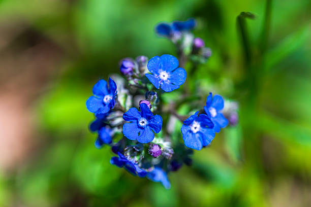 Forget Me Not, Myosotis is a genus of flowering plants in the family Boraginaceae. Macro photo with soft selective focus of blue flowers over blurred natural green background on a sunny summer day