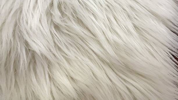 istock Experience the Soft White Fur Texture that is Perfect for Stylish Media Backgrounds 2213412311